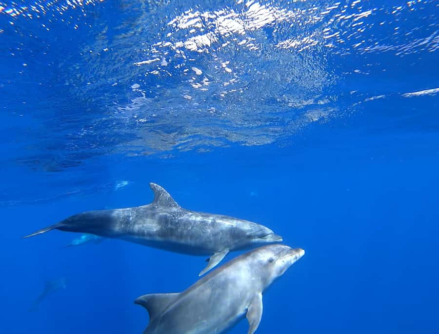 3-hour Catamaran Adventure on the waters of Sal Island - Practical questions before you go
