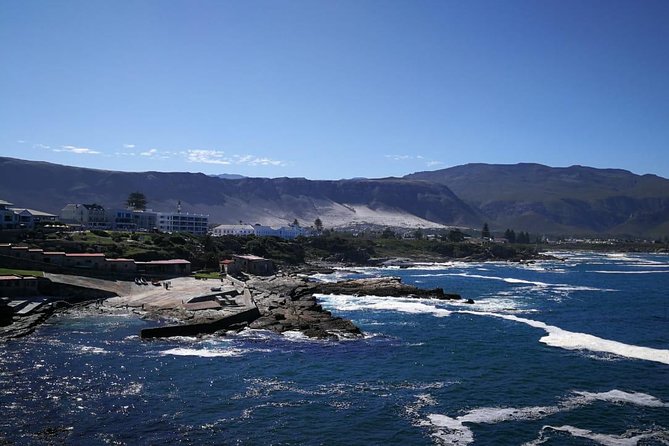 4 Day Garden Route Adventure & Safari - Day four: Morning animals, Hermanus, and the road home