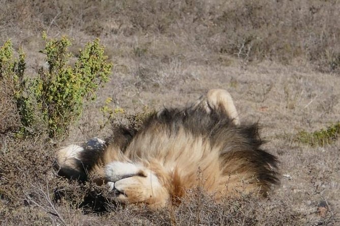 4 Day Garden Route Adventure & Safari - Who should book this tour