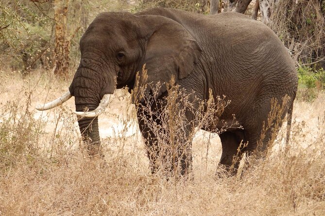 4-Day Safari from Arusha: Tarangire, Serengeti and Ngorongoro - Three major parks in four demanding days
