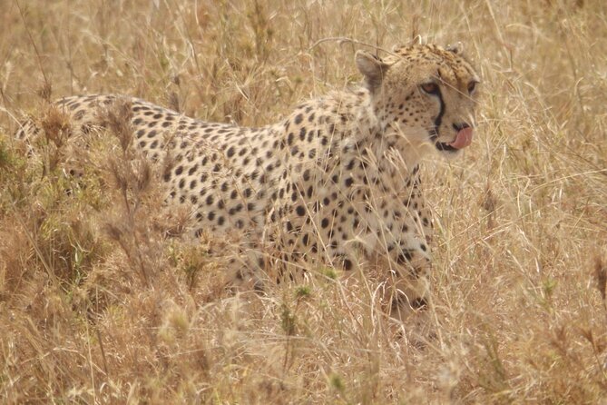 4-Day Safari from Arusha: Tarangire, Serengeti and Ngorongoro - Day two: reaching the Seronera area of the Serengeti