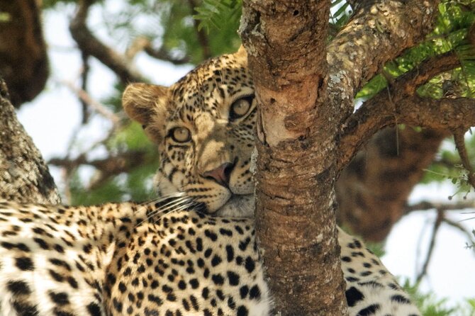 4-Day Safari from Arusha: Tarangire, Serengeti and Ngorongoro - Why the private vehicle matters