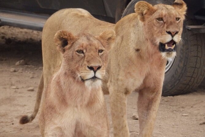 4-Day Safari from Arusha: Tarangire, Serengeti and Ngorongoro - What is included, and what you still pay for