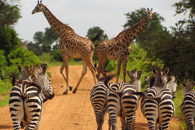 4-Day Safari from Arusha: Tarangire, Serengeti and Ngorongoro - Day one: elephants and baobabs in Tarangire