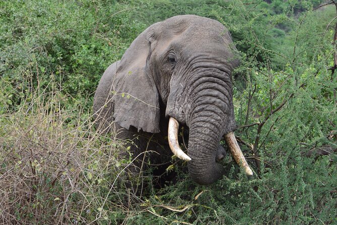 4 Days Group Camping Safari - Is $900 a fair price?