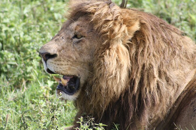 4 Days Group Camping Safari - Day two: entering Serengeti through Karatu