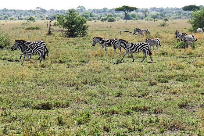 4 Days Join Group tour Tarangire Serengeti and Ngorongoro crater - Day one: elephants and dry-country wildlife in Tarangire