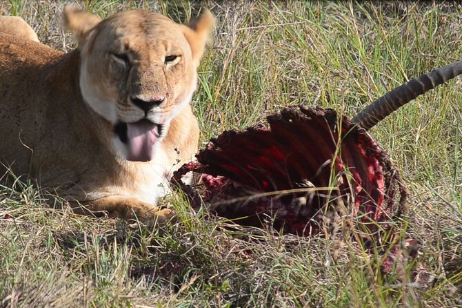 4 Days Safari Lake Nakuru NP Naivasha and Masai Mara - At a glance