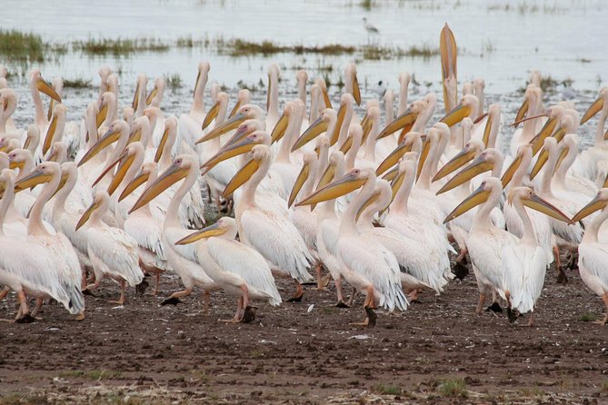 4 Days Tarangire Serengeti Ngorongoro Crater - Meals, water, and what to pack