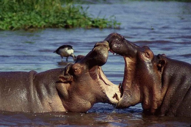 4 Days Tarangire Serengeti Ngorongoro Crater - How the route feels in real time