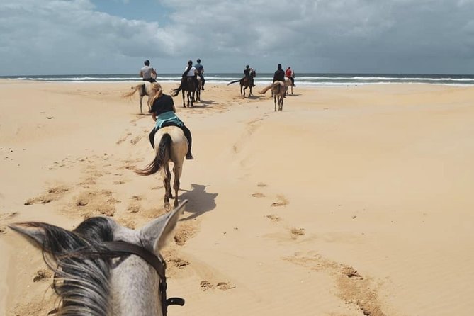 5 Day Garden Route and Addo Safari - Best of South Africa Small Group Tour - Day 4: Tsitsikamma, Bloukrans, and Knysna Heads