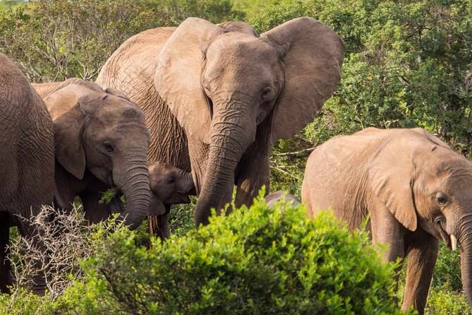 5 Day Garden Route and Addo Safari - Best of South Africa Small Group Tour - Who should book this Garden Route and Addo trip?