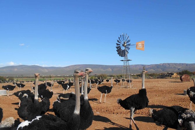 5 Day Garden Route and Addo Safari - Best of South Africa Small Group Tour - Day 1: Route 62, wine tasting, and Oudtshoorn