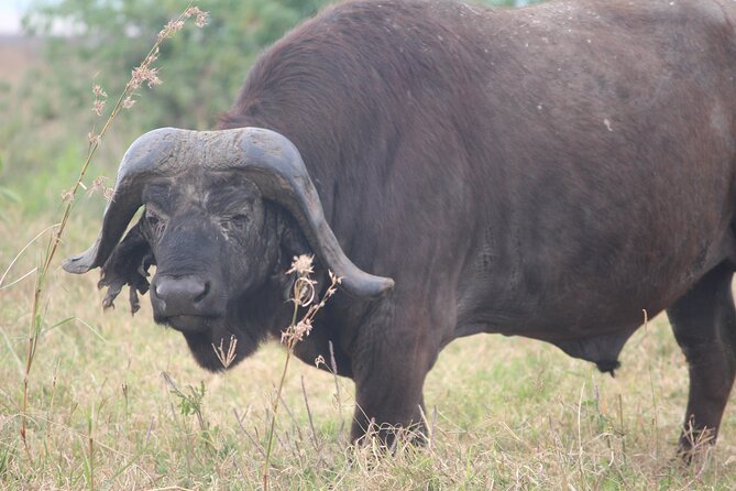 5-Day Highlights mid-Range Crater, Serengeti, Tarangire - Day 3: Ngorongoro Crater, then toward the Serengeti