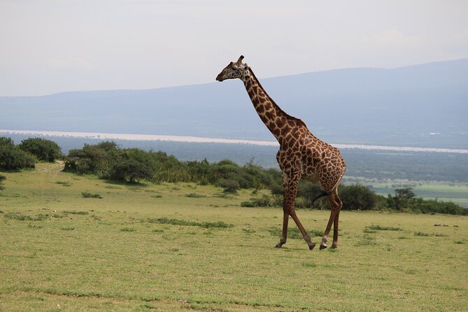 5-Day Highlights mid-Range Crater, Serengeti, Tarangire - Guides, vehicles, and the human side of the safari