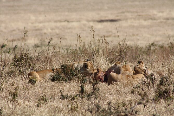 5-Day private Camping Safari Tour in Tanzania - Why this five-day route works