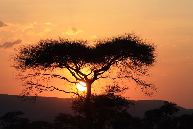 5-Day private Camping Safari Tour in Tanzania - Day 4: Morning wildlife, then toward Ngorongoro