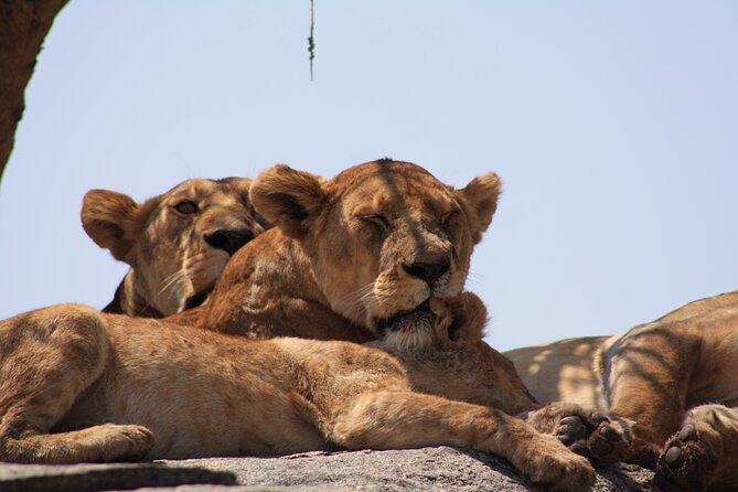 5-Day private Camping Safari Tour in Tanzania - Camping, meals, and the feel of the trip