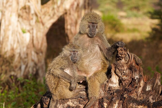 5-Day Private midrange Tour in Arusha with Airport Pickup - Day 3: Entering the Serengeti through the highlands