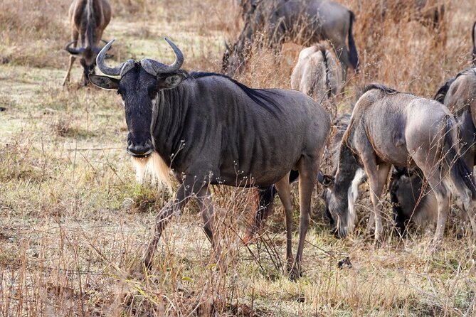 5-Day Private midrange Tour in Arusha with Airport Pickup - Day 4: A long Serengeti game drive