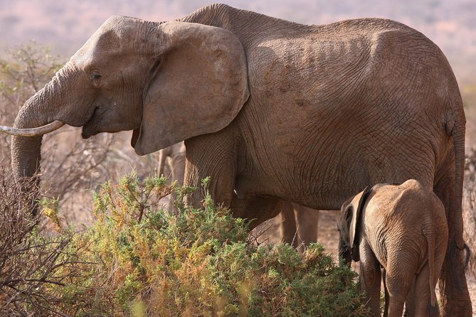 5 day safari Tarangire Serengeti and Ngorongoro crater - Three parks in five days