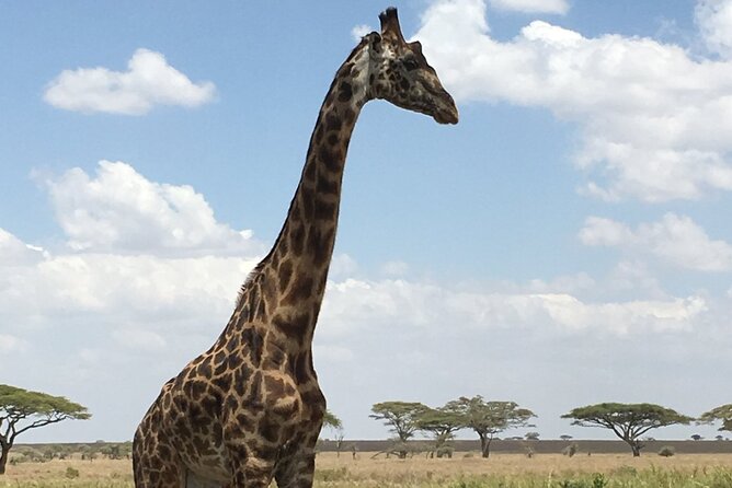 5 day safari Tarangire Serengeti and Ngorongoro crater - Day three: a full 10-hour Serengeti game drive