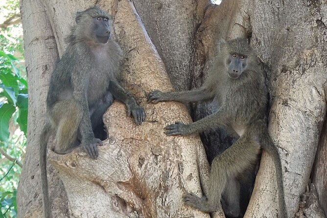 5 day safari Tarangire Serengeti and Ngorongoro crater - Day four: a final Serengeti morning and the route to Ngorongoro