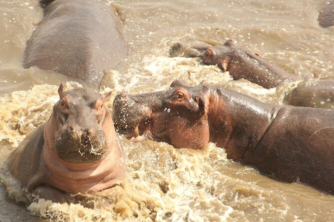 5 day safari Tarangire Serengeti and Ngorongoro crater - Day five: wildlife gathered below Ngorongoro’s rim
