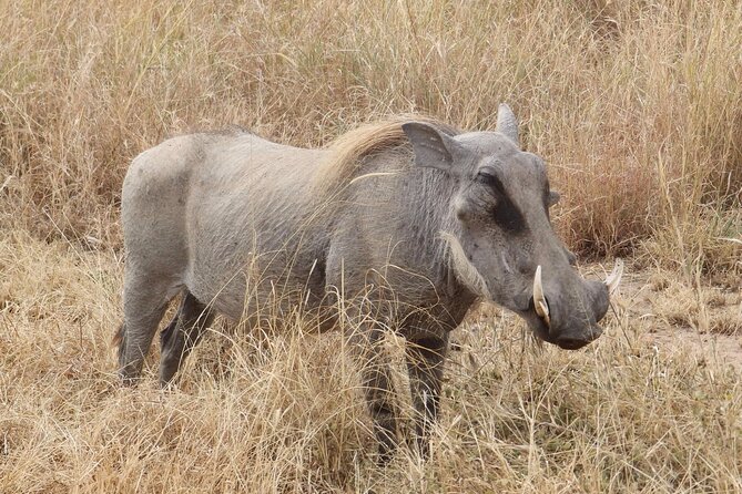 5 day safari Tarangire Serengeti and Ngorongoro crater - Accommodation, food, and daily comfort