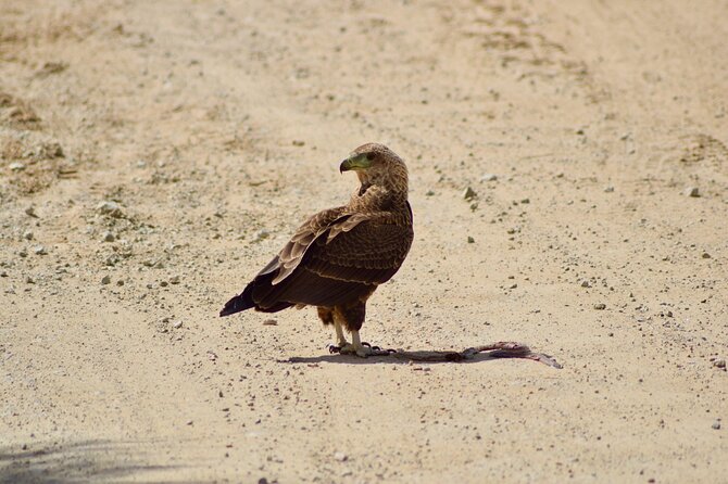 5 day safari Tarangire Serengeti and Ngorongoro crater - Who should book this safari