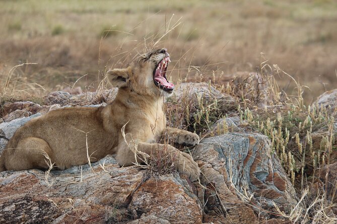 5 Days Best of Tanzania Luxury Safari Northern Circuit - Day five at Lake Manyara: birds, monkeys, and varied scenery