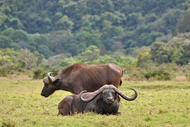 5 Days Budget Private Safari, Tanzania - Day 3: sunrise wildlife, then toward Ngorongoro