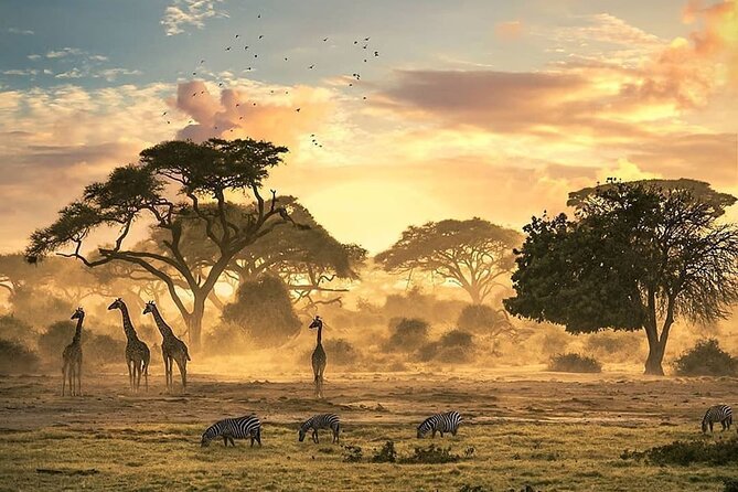 5 Days Camping Tarangire, Serengeti & Ngorongoro crater & Visiting Maasai - Day 3: A full Serengeti game-drive day