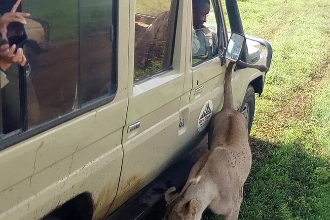 5 Days Camping Tarangire, Serengeti & Ngorongoro crater & Visiting Maasai - Day 2: From Karatu highlands into the Serengeti