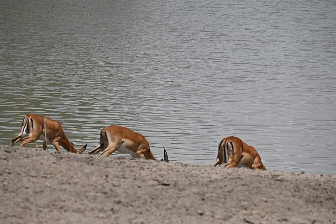 5 Days Group Camping Safari - Four parks, one busy five-day route