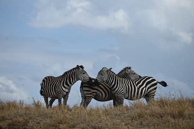 5 Days Group Camping Safari - Day 4: An early Serengeti drive and the road to Ngorongoro