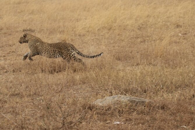 5 Days Group Camping Safari - Day 5: Down into the Ngorongoro Crater