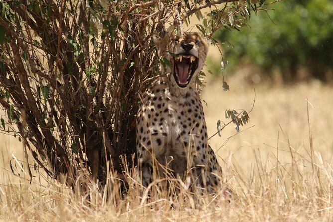 5 Days Group Camping Safari - Guides, vehicle, and group size