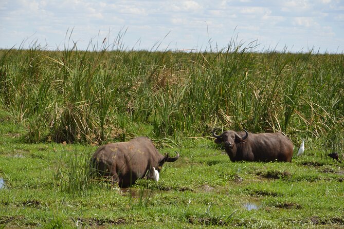 5 Days Group Camping Safari - Day 2: Lake Manyara’s birds, forest, and hippo pond