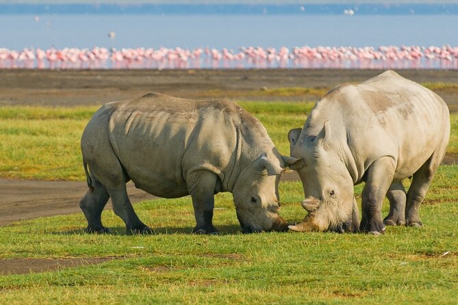 5 Days Masai Mara, Lake Nakuru & Naivasha Budget Joining Safari - Day 2: A full day in Masai Mara