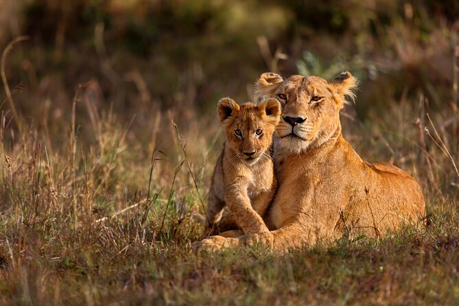 5 Days Masai Mara, Lake Nakuru & Naivasha Budget Joining Safari - Day 3: From the Mara to Lake Nakuru