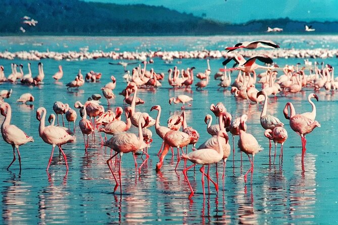 5 Days Masai Mara, Lake Nakuru & Naivasha Budget Joining Safari - Day 4: Flamingos, rhinos, and Lake Naivasha