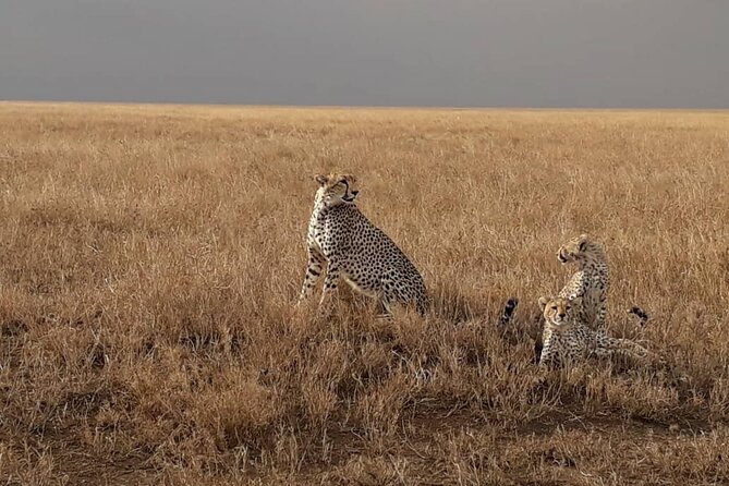 5 Days Tanzania Group Joining Safari, Tarangire/Serengeti/Ngorongoro Crater - Day four: leaving the plains for the crater rim