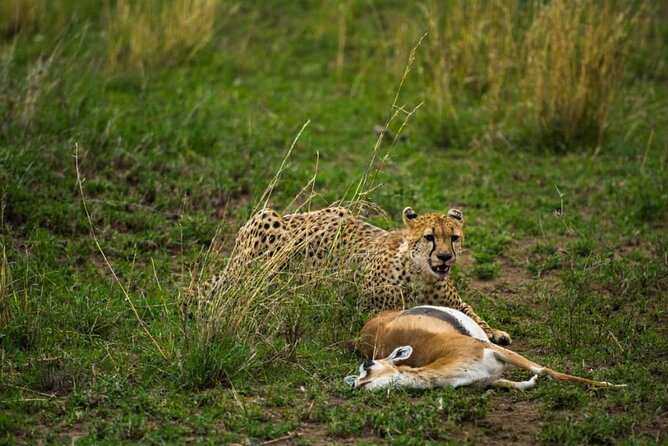 5 Days Tanzania Group Joining Safari, Tarangire/Serengeti/Ngorongoro Crater - Day five: Ngorongoro Crater and the ride back to Arusha
