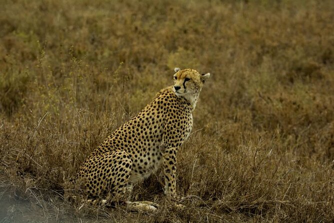 5 Days Tanzania Group Joining Safari, Tarangire/Serengeti/Ngorongoro Crater - Camping, food, and the daily routine