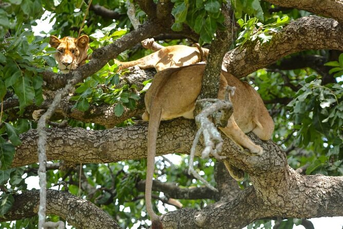 5 Days Tanzania Group Joining Safari, Tarangire/Serengeti/Ngorongoro Crater - The vehicle and group arrangement
