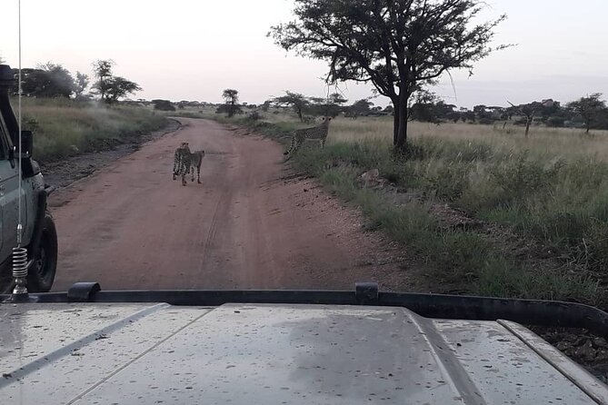 5 Days Tanzania Group Joining Safari, Tarangire/Serengeti/Ngorongoro Crater - Day two: the long road to the Serengeti