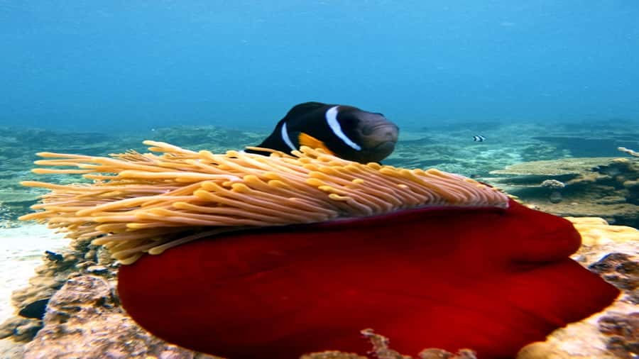 5 Islands Speedboat w/Snorkeling Sea Turtle + Lunch & Drinks - Who will enjoy this speedboat day