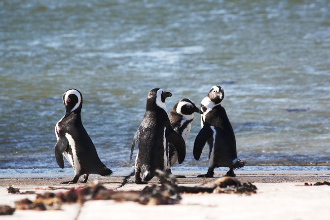 6-Day Garden Route & Addo South African Adventure from Cape Town - Day 6: Mossel Bay before the return