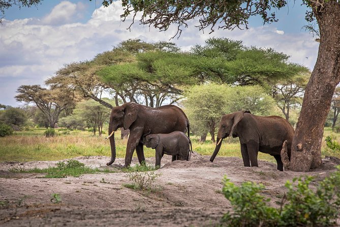 6 Days Private Budget Safari - What the $2,300 safari package really gives you